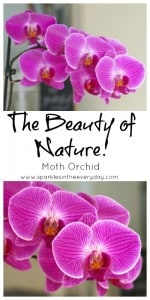 The Beauty of Nature and the Moth Orchid